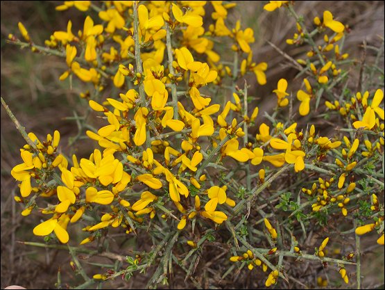 Genista scorpius 9
