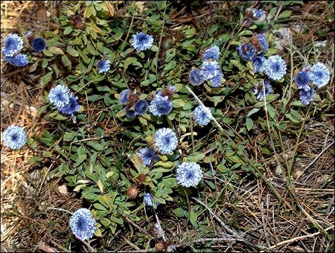 Globularia alypum 1