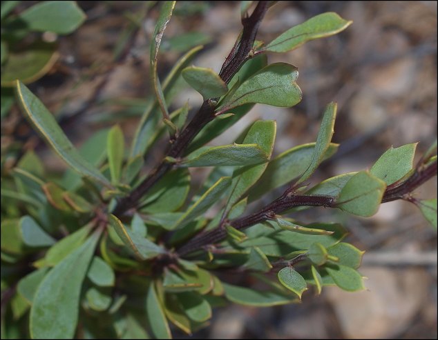 Globularia alypum 10