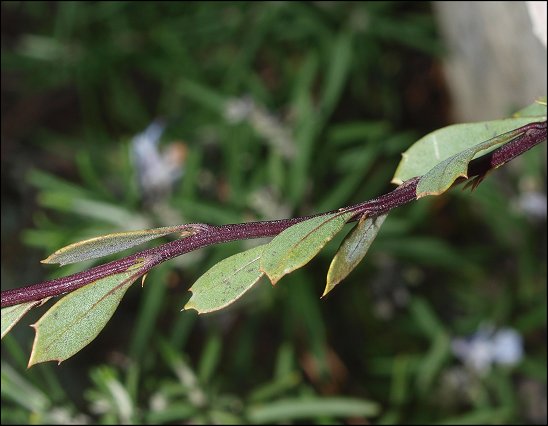 Globularia alypum 13
