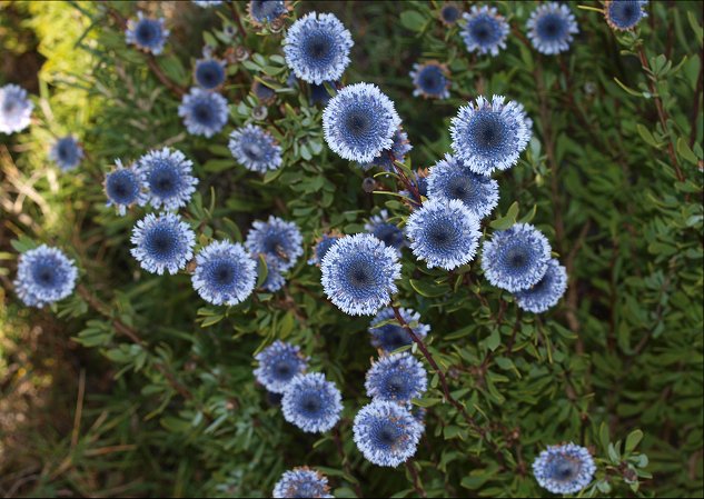Globularia alypum 17
