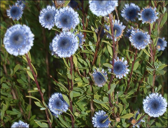 Globularia alypum 18