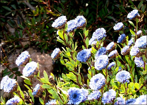 Globularia alypum 19