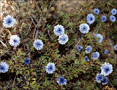 Globularia alypum 2