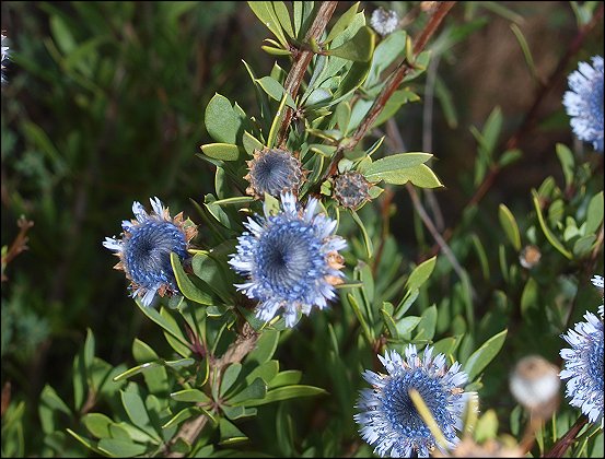 Globularia alypum 20