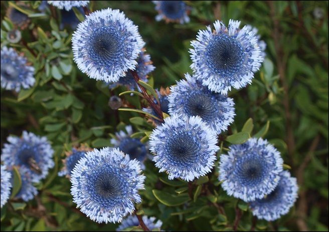 Globularia alypum 21