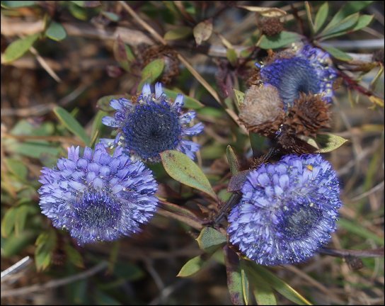 Globularia alypum 22