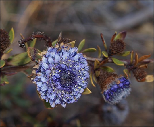 Globularia alypum 23