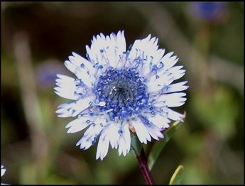 Globularia alypum 24