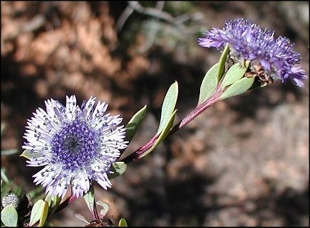 Globularia alypum 25