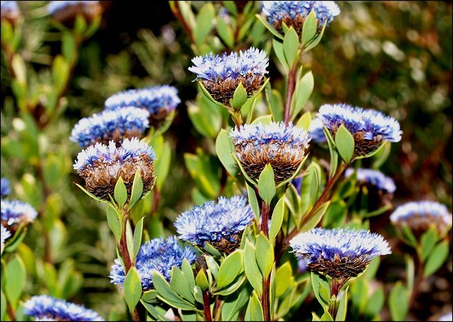 Globularia alypum 26
