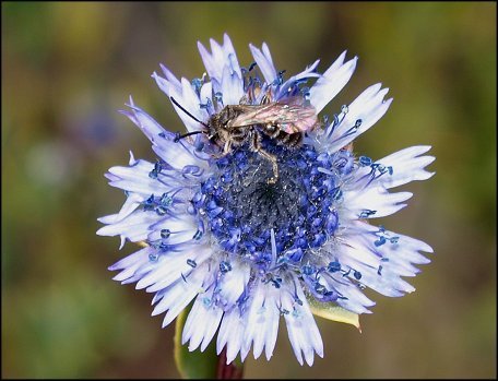 Globularia alypum 27