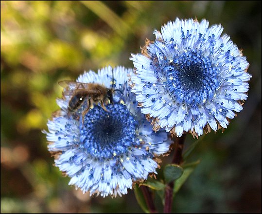 Globularia alypum 28