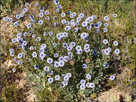 Globularia alypum 3