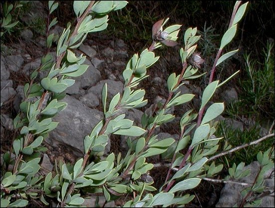 Globularia alypum 5
