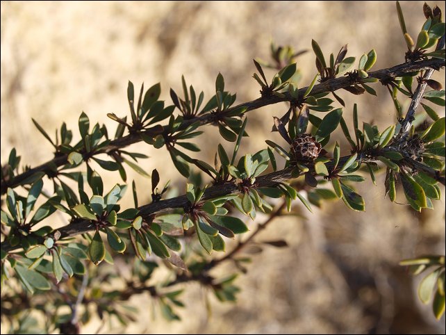 Globularia alypum 6
