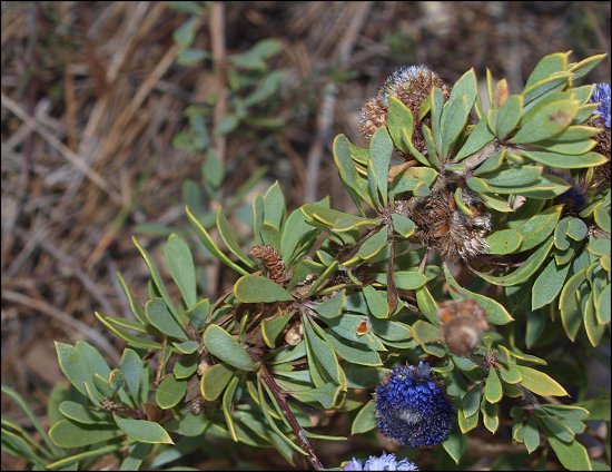Globularia alypum 7