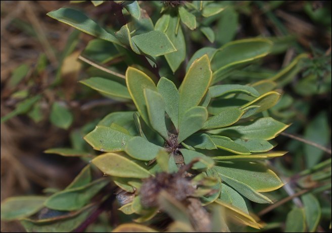 Globularia alypum 8