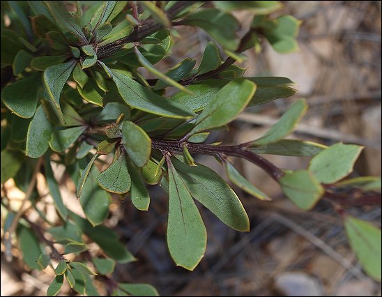 Globularia alypum 9