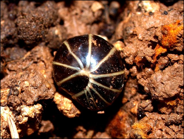 Glomeris 4