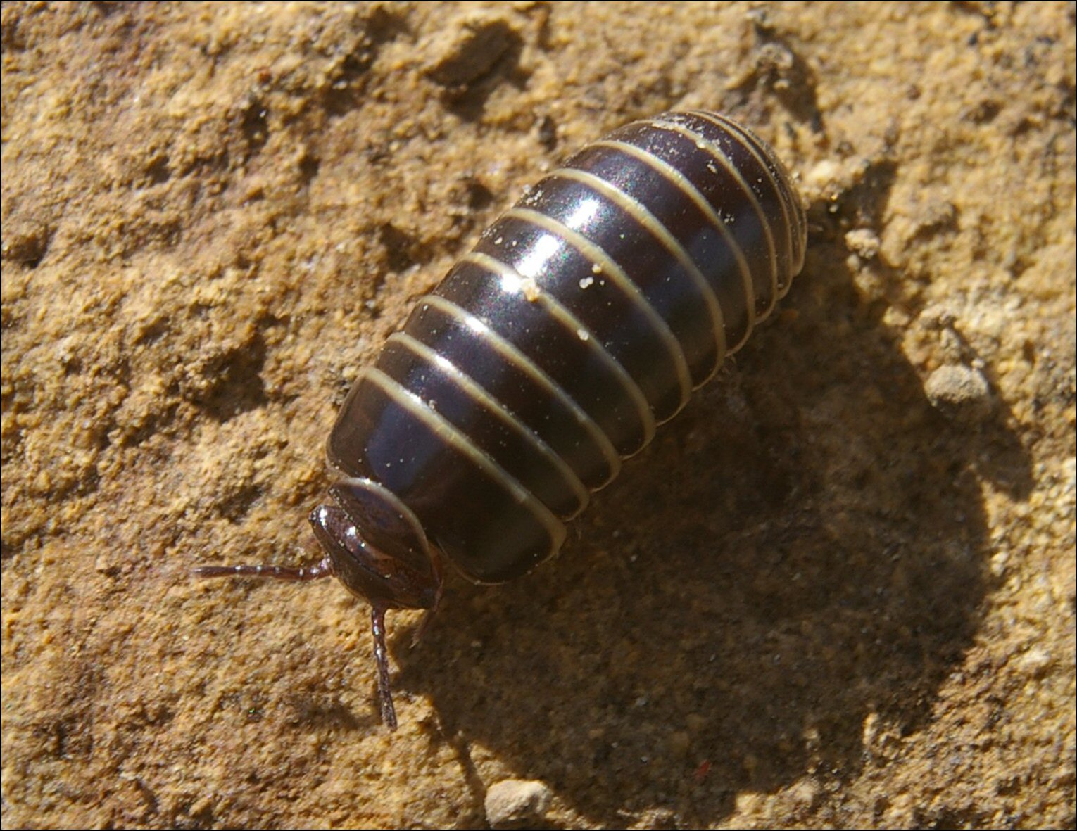 Glomeris Vendres