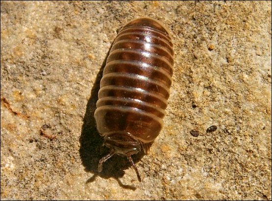 Glomeris sp.2