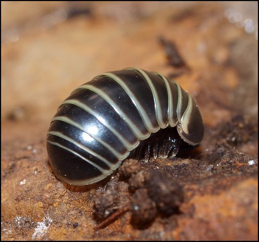 Glomris