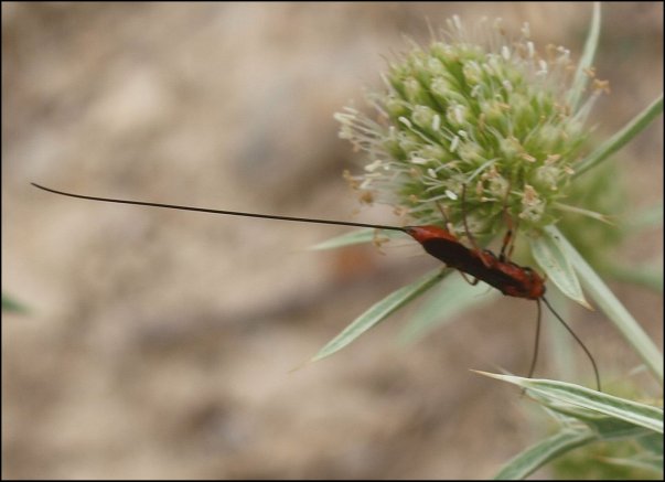 Glyptomorpha pectoralis