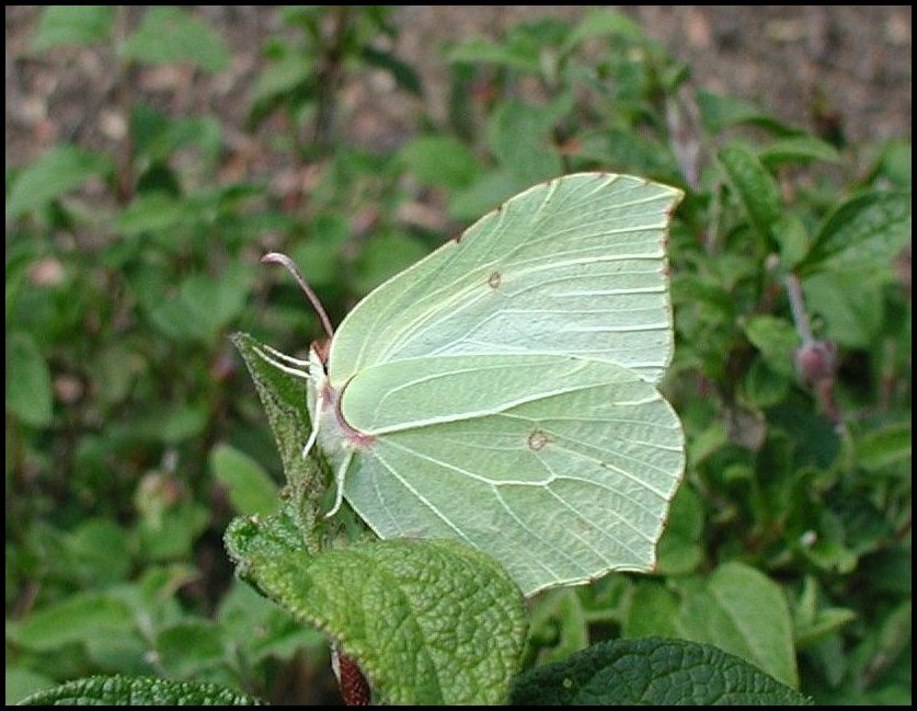 Gonepteryx rhamni 1