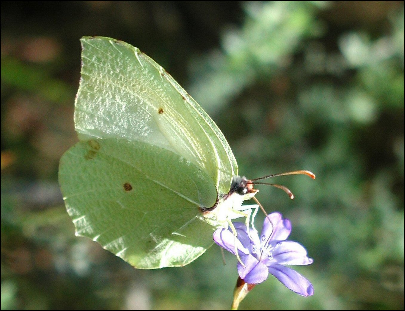 Gonepteryx rhamni 2