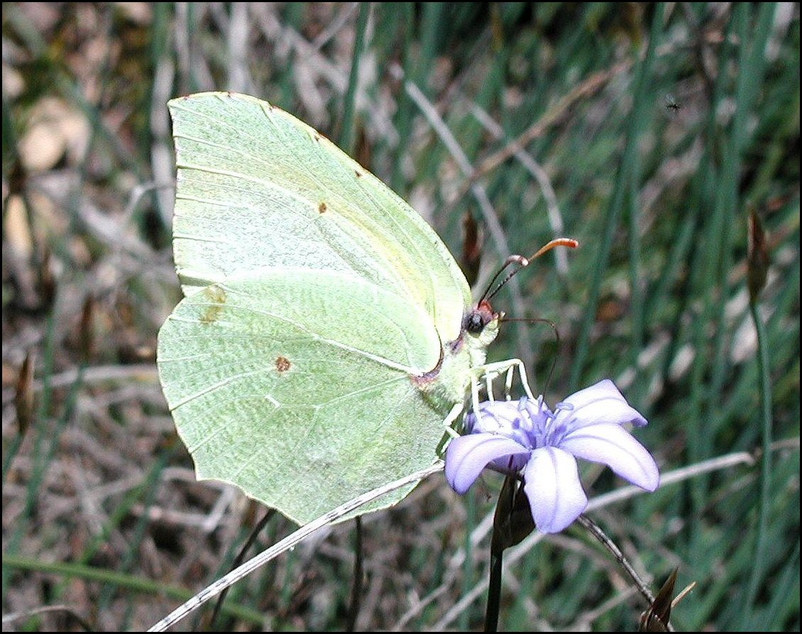 Gonepteryx rhamni 3