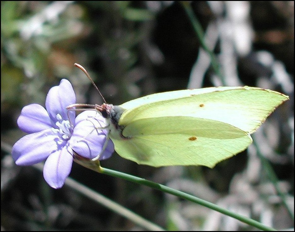 Gonepteryx rhamni 4