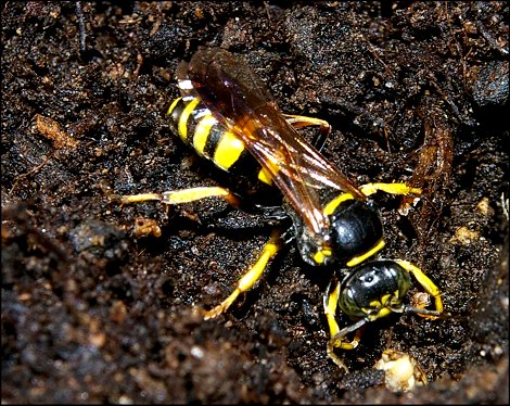 Gorytes laticinctus 1