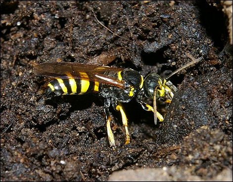 Gorytes laticinctus 2
