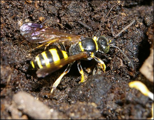 Gorytes laticinctus 3