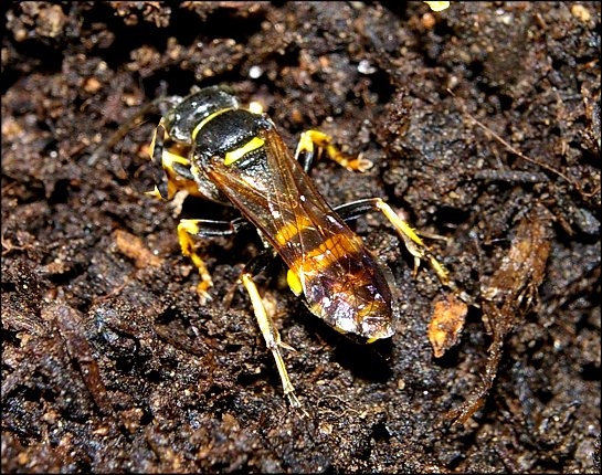 Gorytes laticinctus 4
