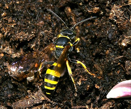 Gorytes laticinctus 5