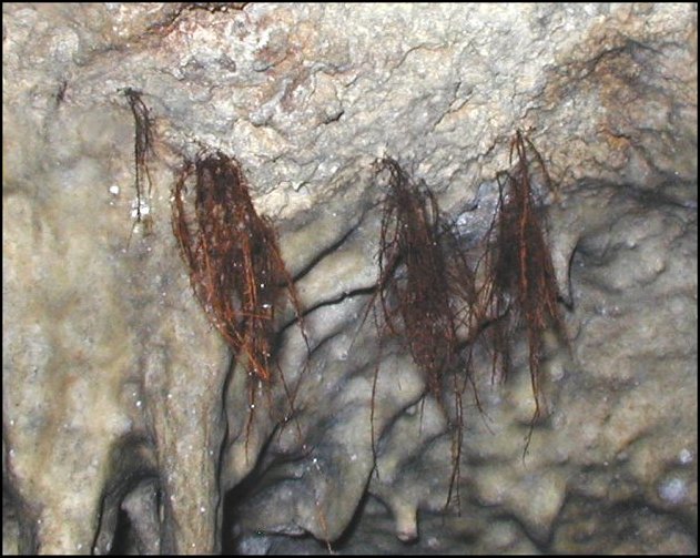 Gourp boeufs, racines 1