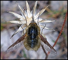 Grand Bombyle