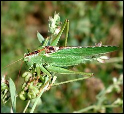Grande Sauterelle verte