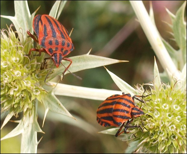 Graphosoma 2 espces 1