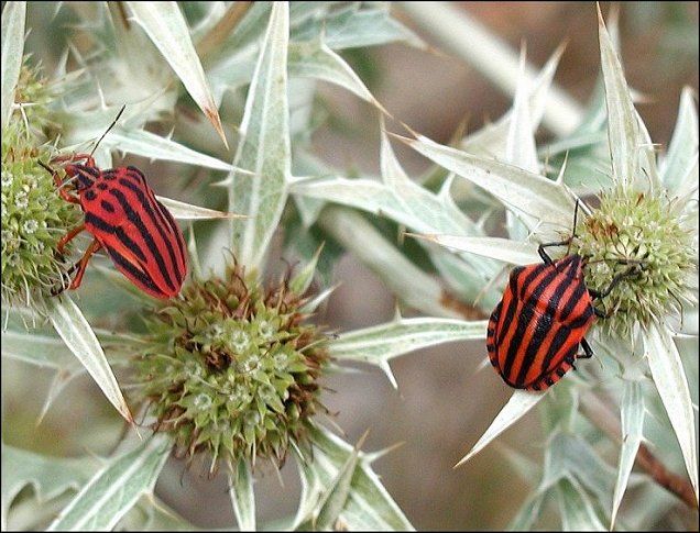 Graphosoma 2 espces 2