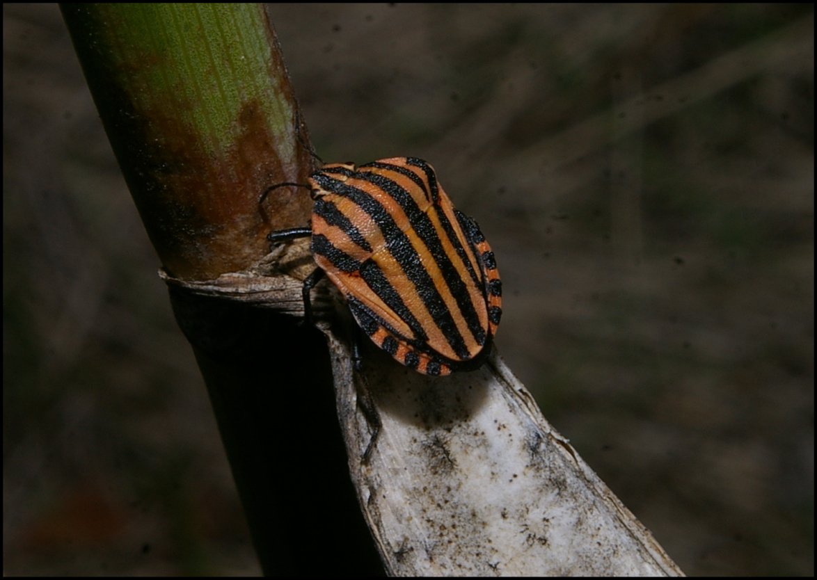 Graphosoma Vendres