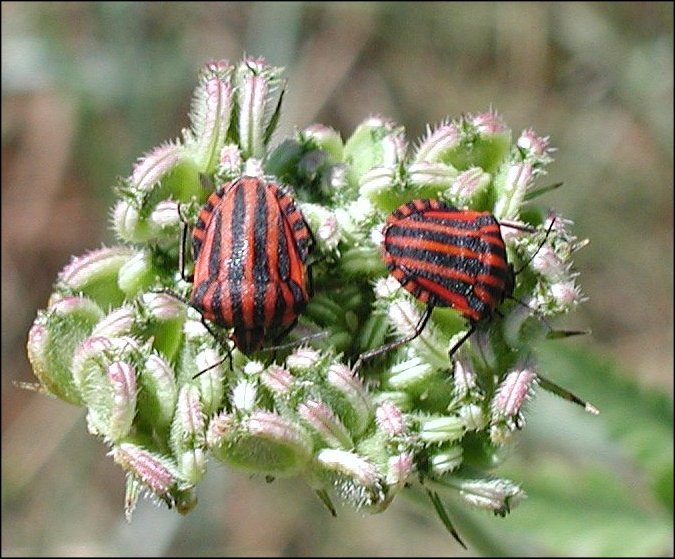 Graphosoma italicum 1