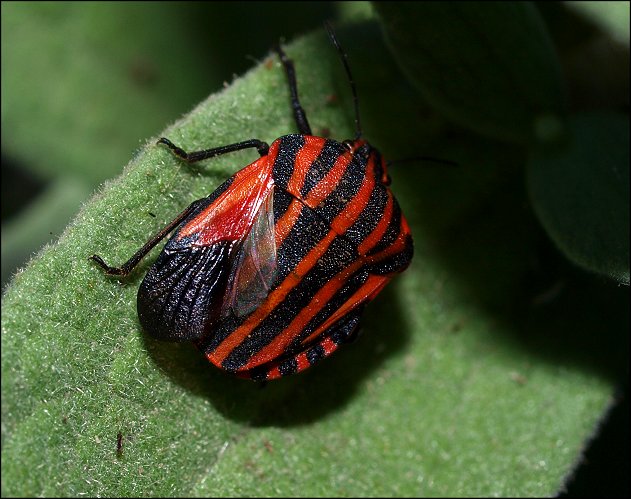 Graphosoma italicum 11