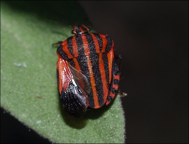 Graphosoma italicum 12