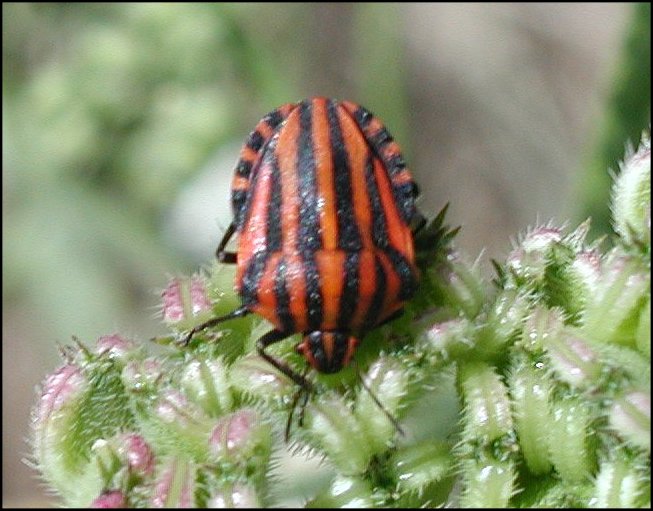 Graphosoma italicum 2