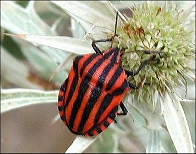 Graphosoma italicum 3