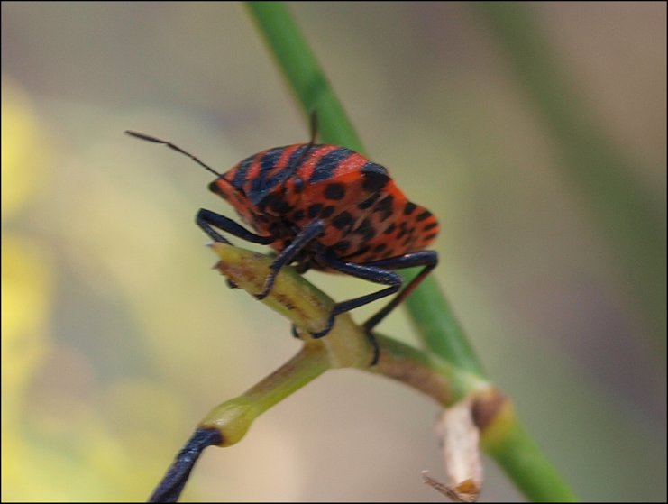 Graphosoma italicum 4
