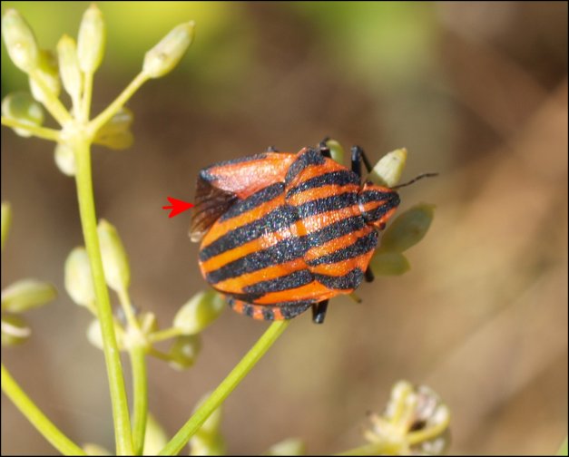 Graphosoma italicum 5